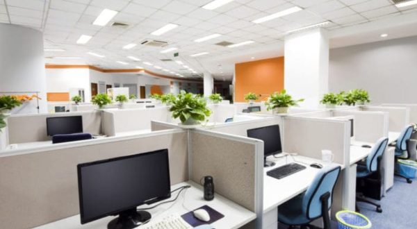 office-plants-768x524-1-1200x900